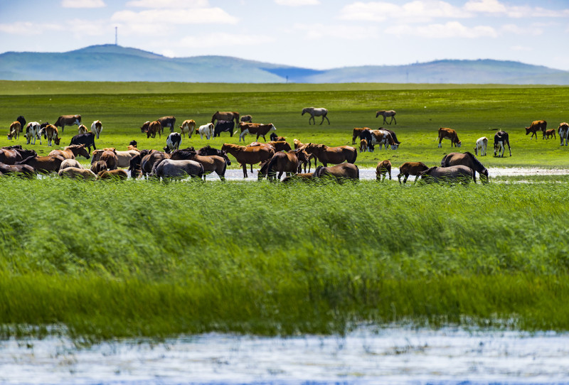 内蒙古之瑰丽，古风词韵描绘的草原风情